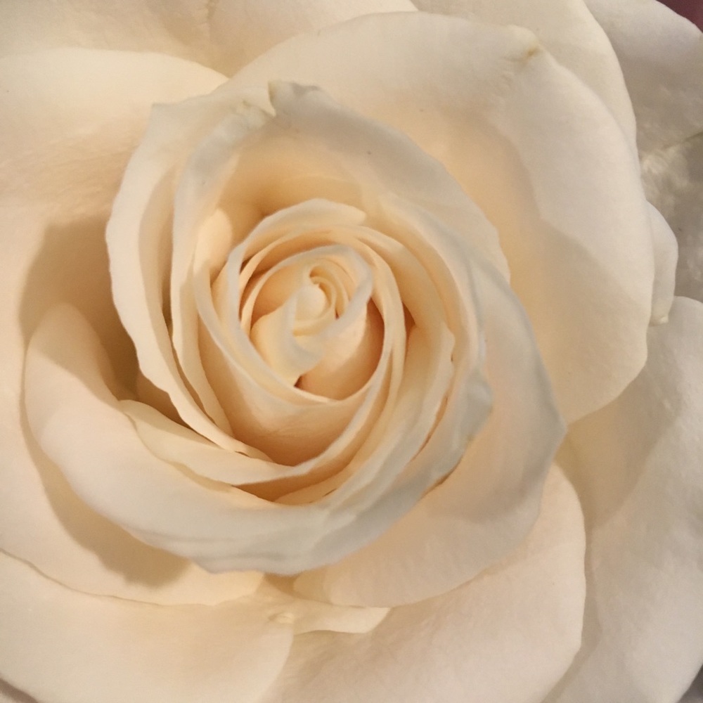 Meet your Posher, Ella